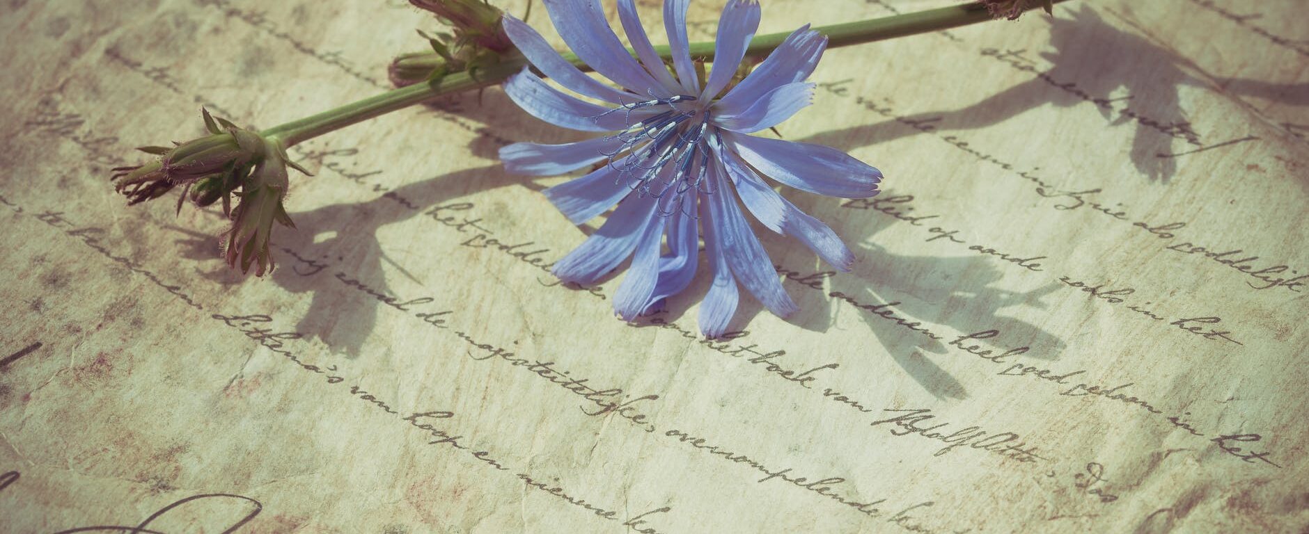 blue petaled flower