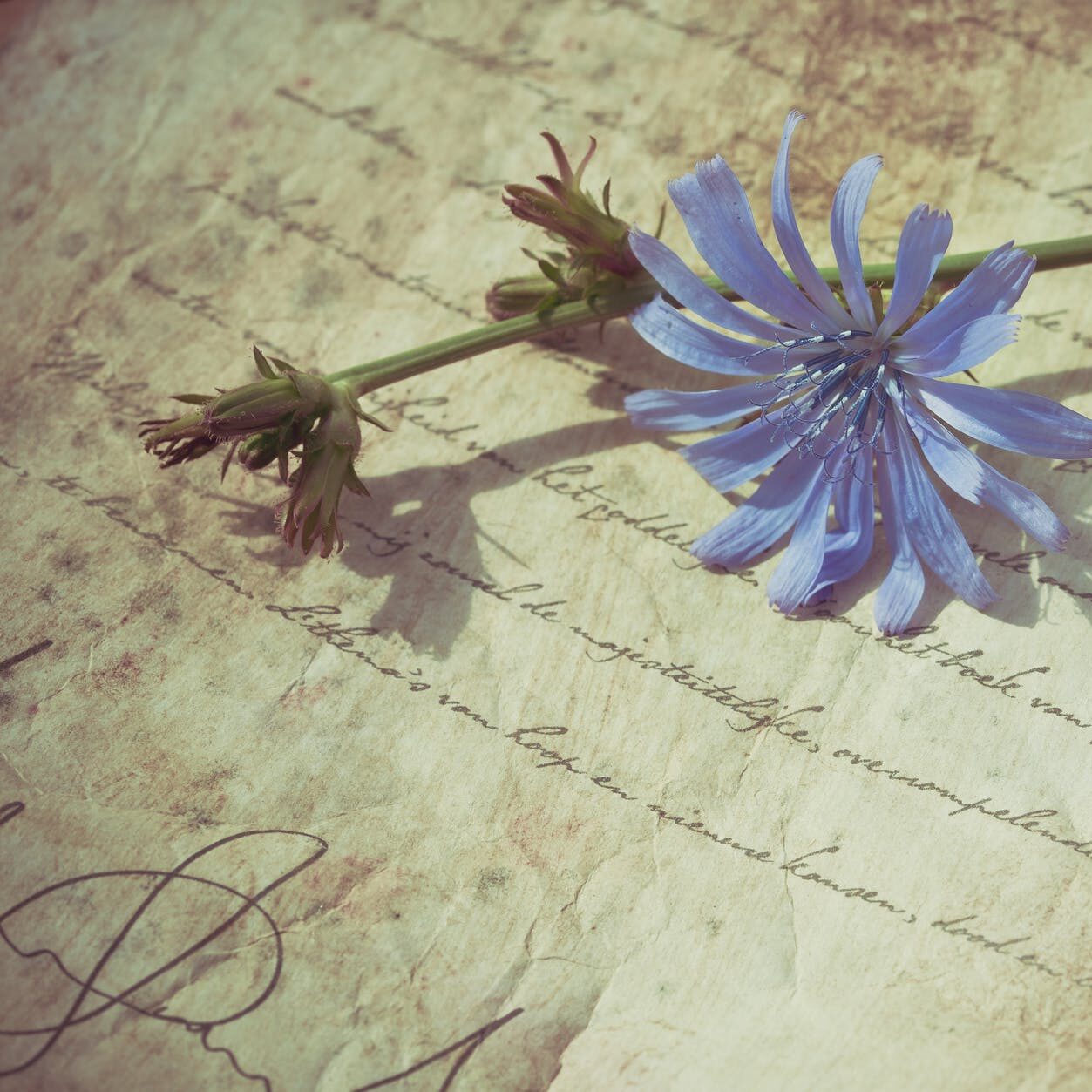 blue petaled flower